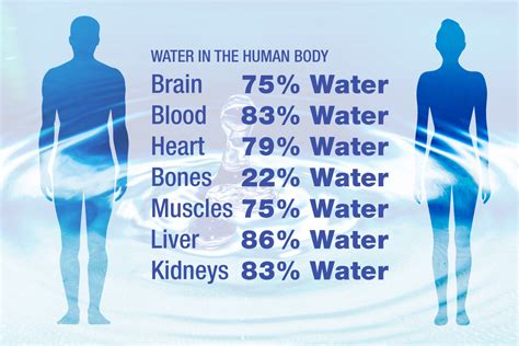 how much percent of your body is water